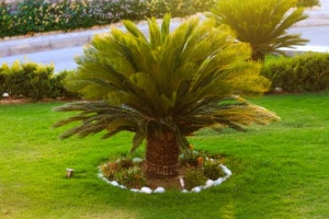 Sago Palm Toxicity in Dogs | Austin Veterinary Emergency & Specialty