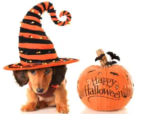 Halloween pet safety