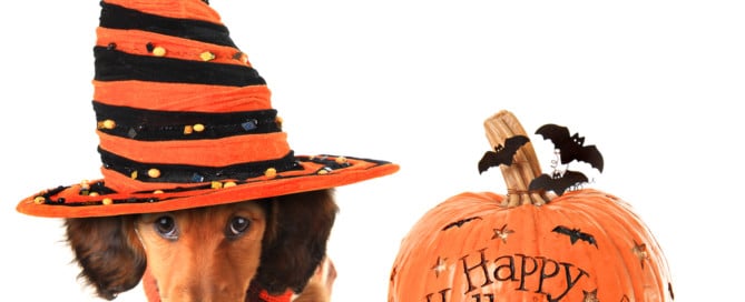 Halloween pet safety