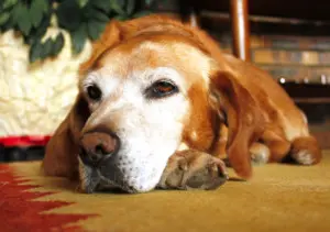 senior pet