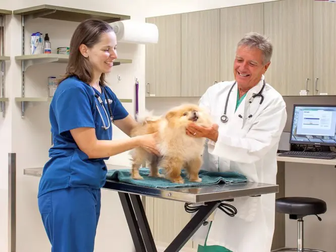 dog at vet