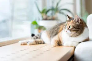Urinary health for cats