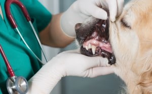 Veterinarian examining dog's teeth as part of a comprehensive oral health assessment and treatment (COHAT)