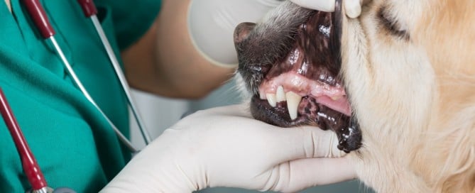 Veterinarian examining dog's teeth as part of a comprehensive oral health assessment and treatment (COHAT)