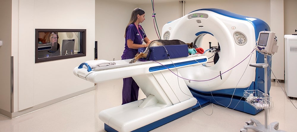 Veterinary Technician running CT scan for a German Shepard