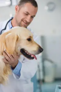 lymphoma treatments for dogs
