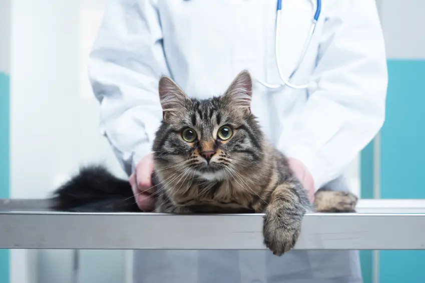 cardiovascular disease in pets