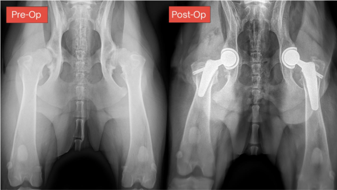 Dog hip discount replacement surgery cost