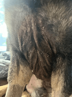 Close-up view of a dog's belly showing red, irritated skin with signs of swelling and fur loss in the central area.