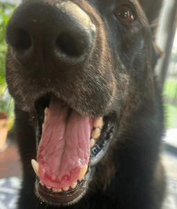 Image of a dog's open mouth with visible tongue ulcerations along the edges, showing signs of redness and irritation.