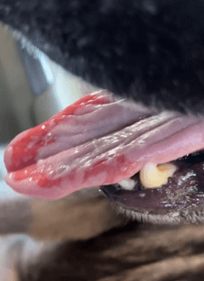 Close-up of a dog's tongue showing pronounced ulcerations and redness, particularly at the tip and sides.