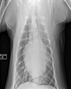 X-ray of a dog's chest taken from a frontal view, showing lung and heart structure with some indications of possible infiltrates.