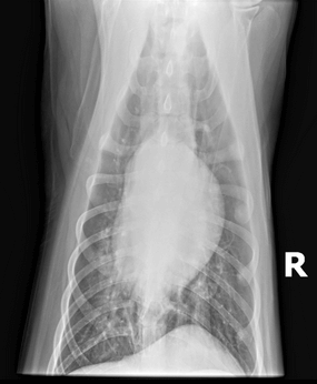 X-ray of a dog's chest taken from a lateral view, displaying lung and heart structures with some notable infiltrates.