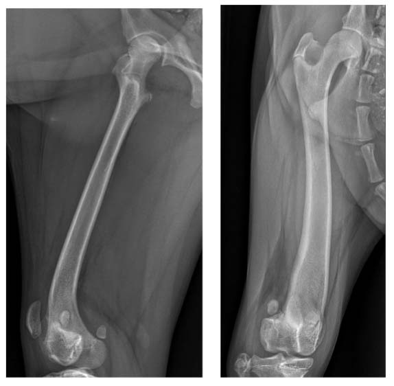 Radiograph of the dog's right femur displaying a significant angular limb deformity, showing abnormal curvature and alignment of the bone in multiple planes.