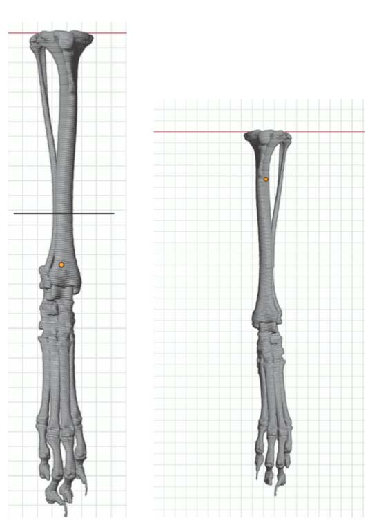 CT-based 3D model of the dog's tibia showing excessive internal torsion, with planned correction lines indicated for surgical realignment.