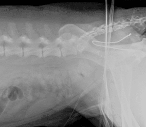 First X-ray image: Lateral radiograph of an animal (likely a dog) showing the thoracic and lumbar spine, pelvis, and hindlimbs. A metallic foreign object or wire is visible internally, extending through the pelvic region. Surgical pins or orthopedic fixation are also evident in the image.