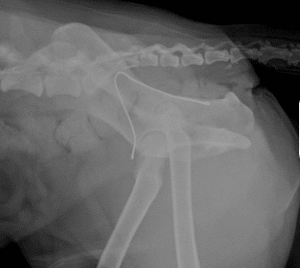 Second X-ray image: Lateral radiograph of the pelvis and upper femur of an animal, showing a wire-like foreign object looped internally around the pelvic region. The image indicates possible internal surgical intervention or fixation.