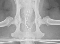 Third X-ray image: Ventrodorsal pelvic radiograph of an animal, clearly showing both femoral heads, pelvis, and spine. Two twisted metallic wires are visible internally, suggesting orthopedic repair, likely of the pelvis or hip joints.