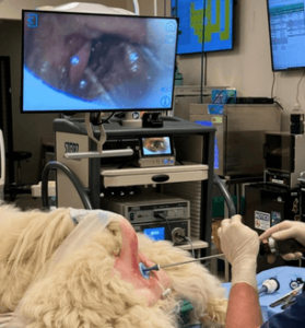 Operating room photo: A veterinary surgical procedure in progress with a fluffy white dog under anesthesia. A large endoscopic image of the esophagus or airway is displayed on a screen. The dog is intubated, and veterinary professionals are using endoscopic instruments for internal examination or foreign object retrieval.